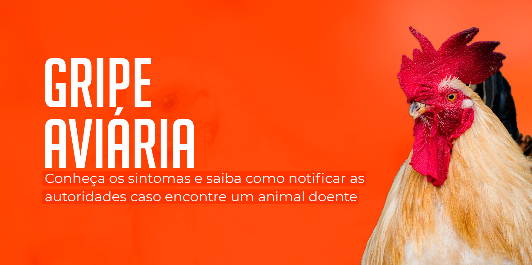 Influenza aviária: conheça os sintomas e saiba como notificar as autoridades caso encontre um animal doente