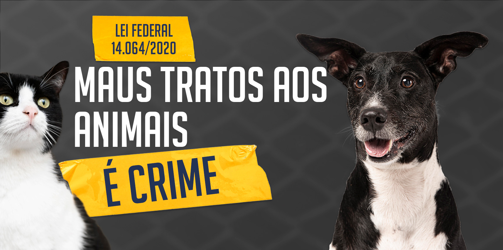 Vargem Alta intensificará a fiscalização contra maus-tratos de animais