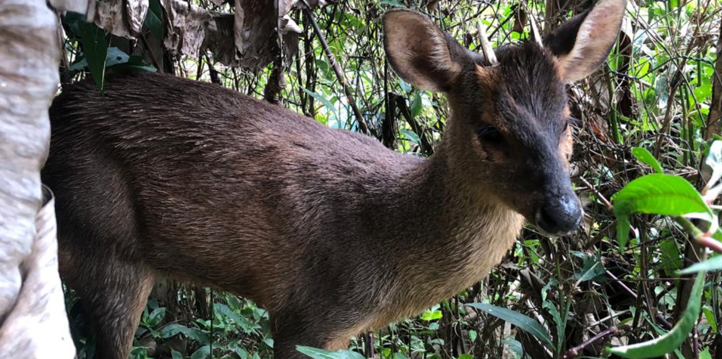 Animal silvestre é resgatado em Vargem Alta