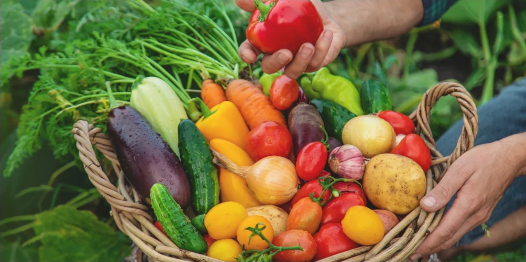 Atenção agricultor: participe do Programa Compra Direta de Alimentos (CDA) de Vargem Alta