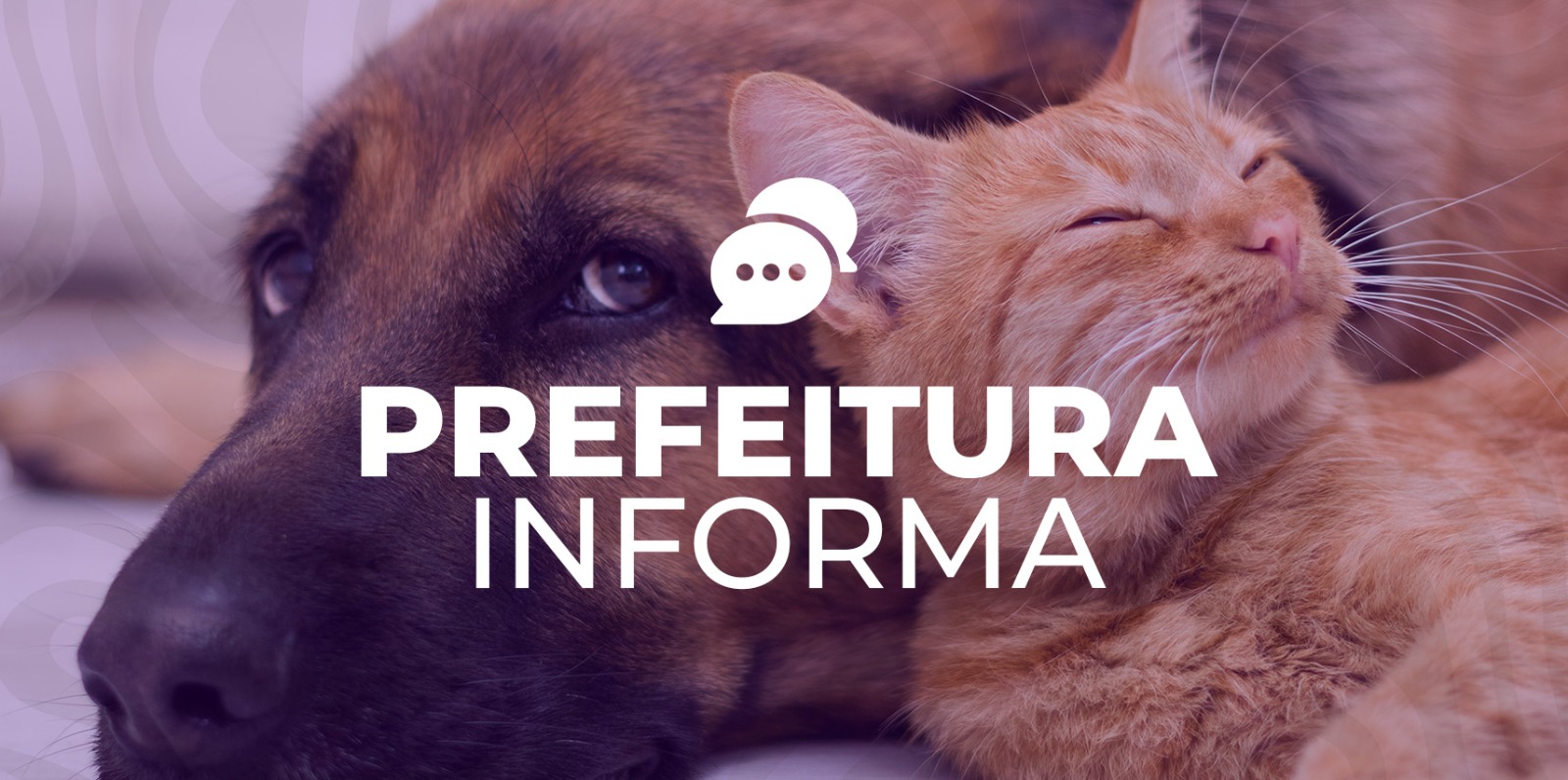 Prefeitura informa: envenenamento de animais é crime e dá cadeia