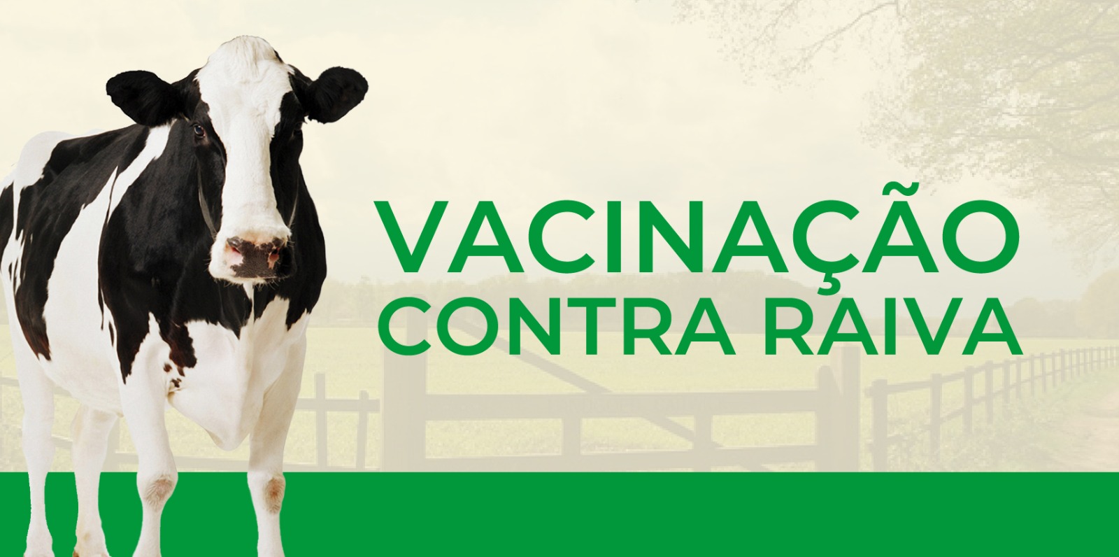 Produtor rural: vacine seu rebanho contra a raiva