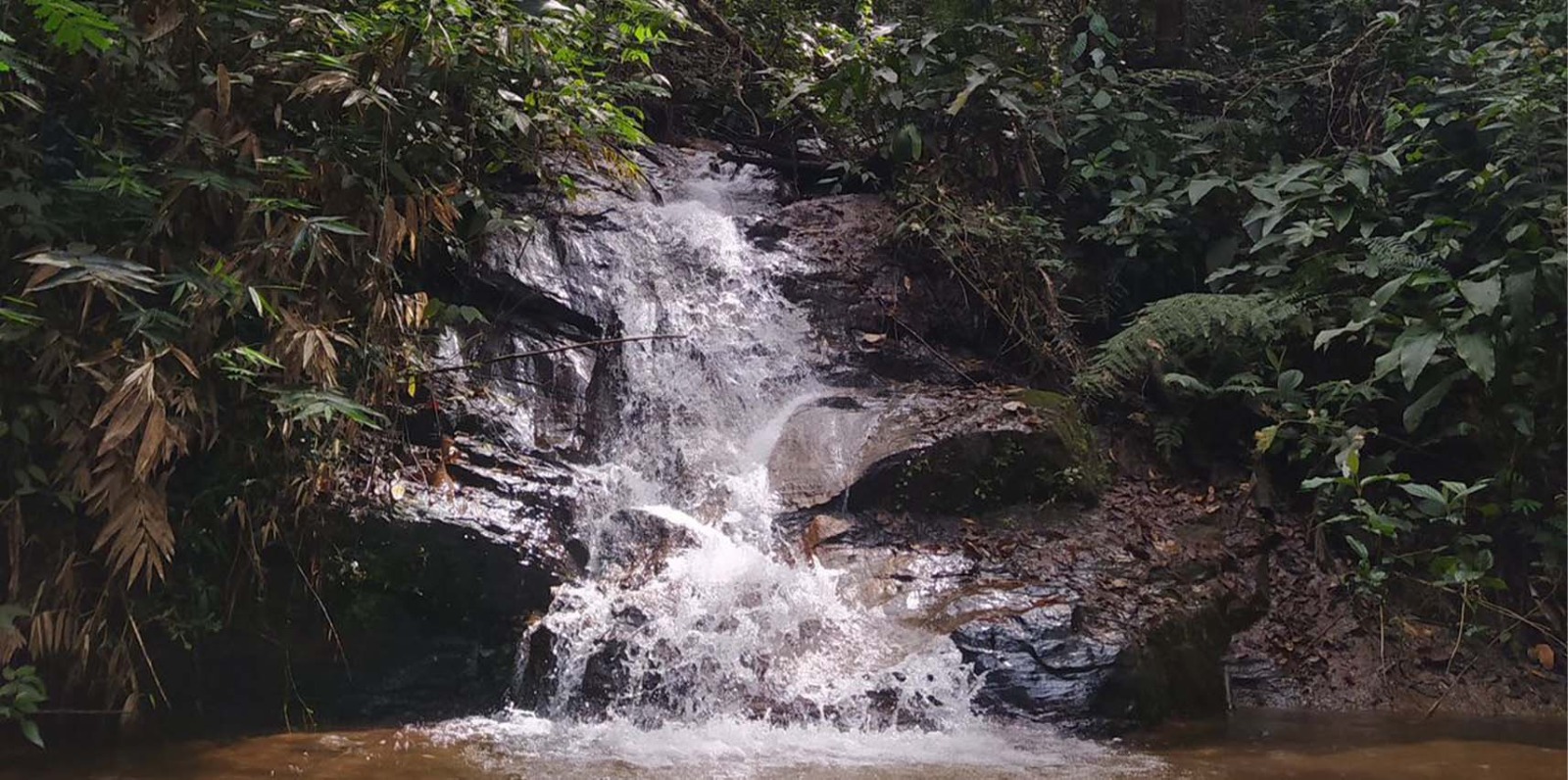 Semana da Mata Atlântica: celebrando e preservando um tesouro nacional