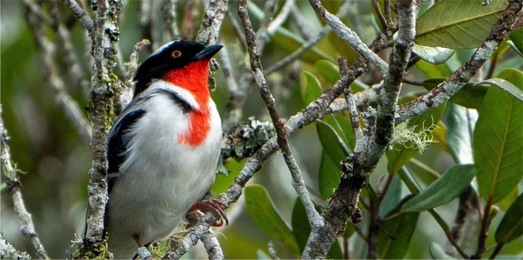 Parque Estadual Saíra-apunhalada reforça protagonismo ambiental de Vargem Alta