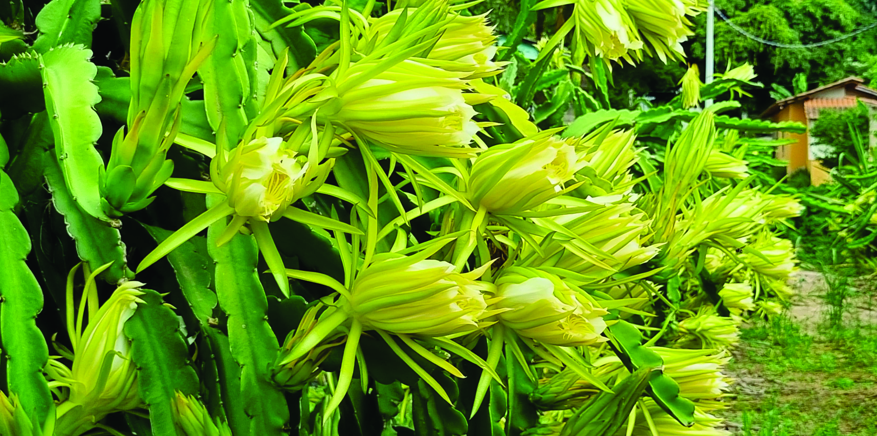 Início da Florada da Pitaya em Vargem Alta