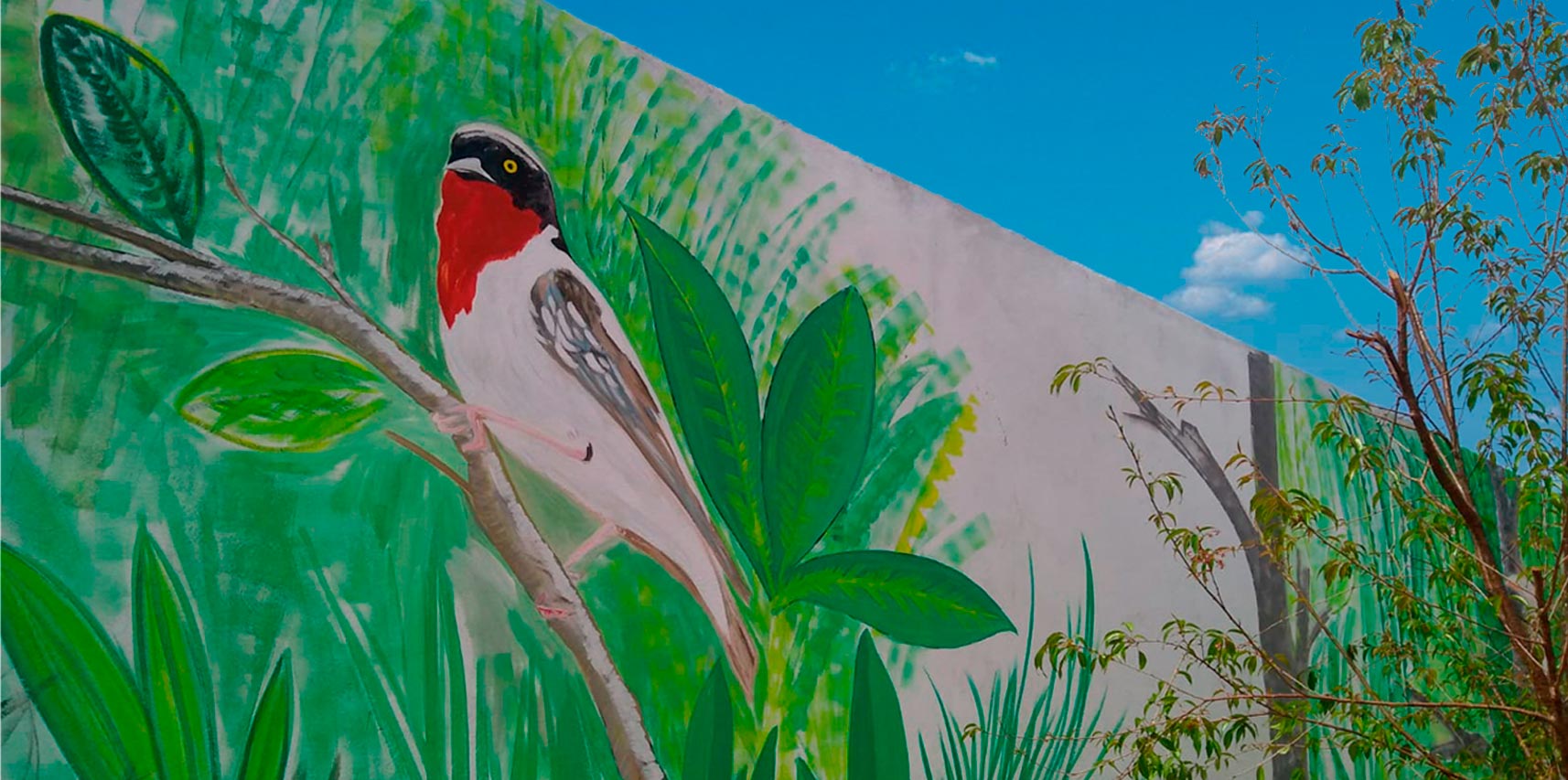 EMEB Santa Maria ilustra diversos pássaros no muro da escola