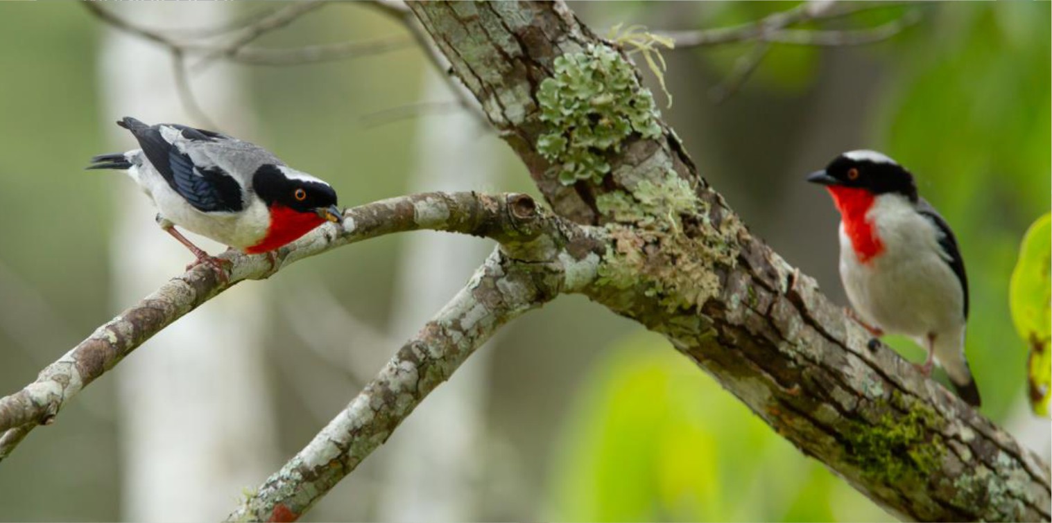 Exposição fotográfica mostra a riqueza das aves da Mata de Caetés em comemoração aos 34 anos de Vargem Alta