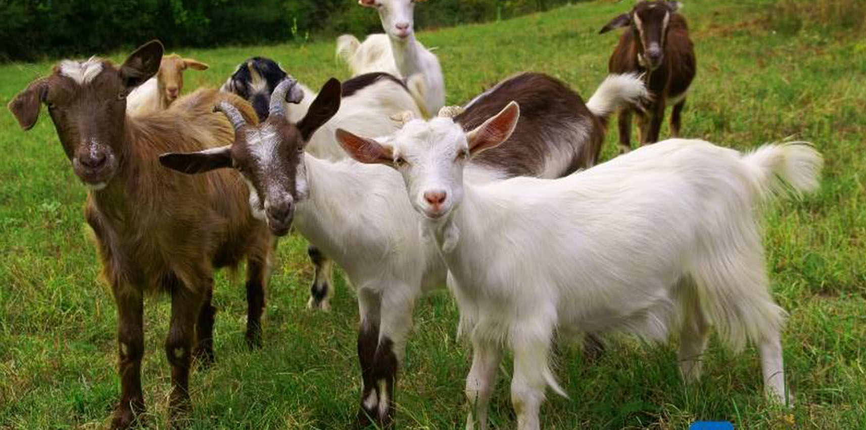 Vargem Alta é selecionado para programa de melhoramento genético em ovinos e caprinos